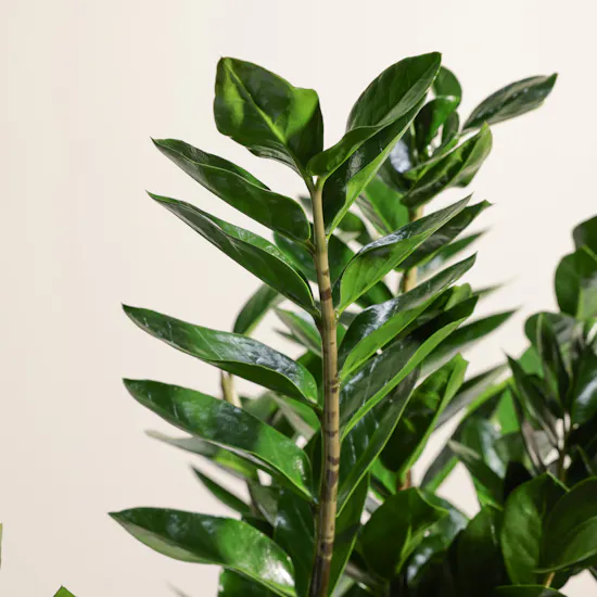 Unique Big Zamioculcas Zamiifolia Plant Pot
