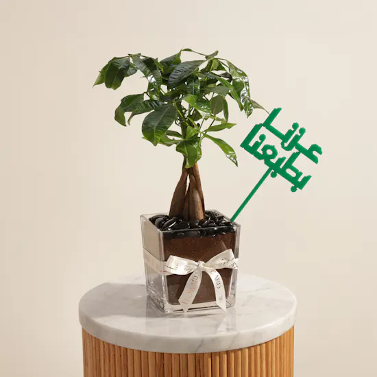نبات باتشيرا أكواتيكا بروح العز
