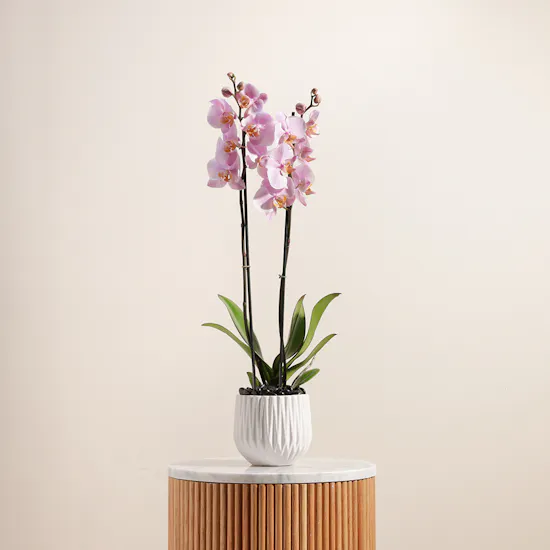 The Pure Pink Orchid