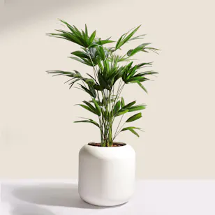 Charming Palms Livistona Chinensis Plant 