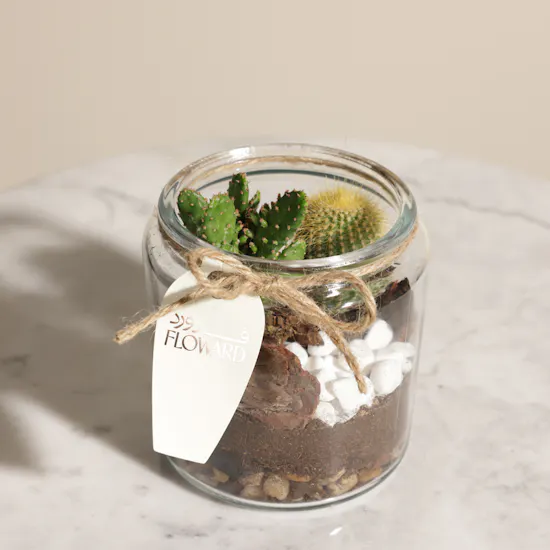 Unique Open Cactus Terrarium Plant