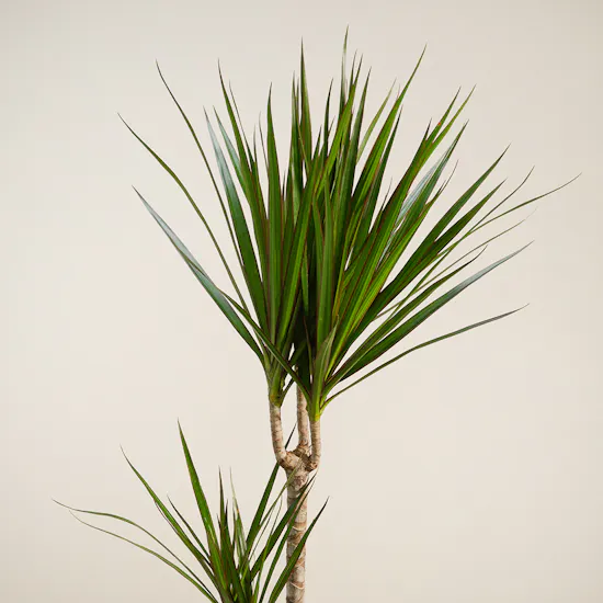 Spiky Draceana Marginata Plant