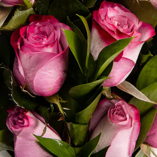 10 Purple Roses | White Wrap