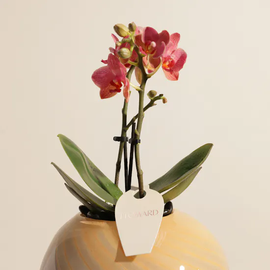 Radiant Small Pink Phalaenopsis Plant