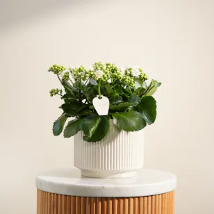 Cute White Kalanchoe Plant