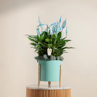 Shiny Blue Spathiphyllum Plant 