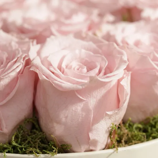 Soft Pink Medium preserved Roses Box