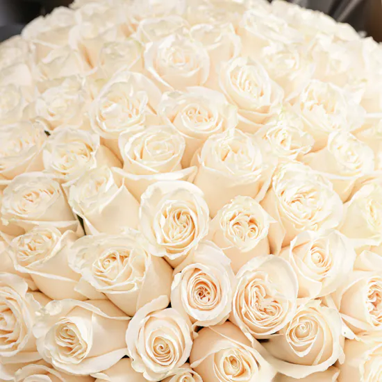 Sparkling Emotions White Rose Bouquet | 125 Flowers