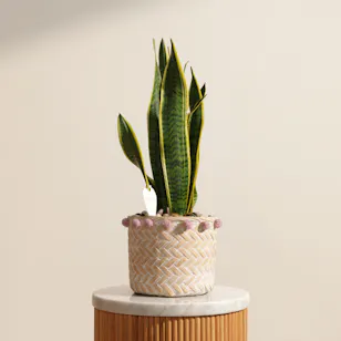 Refreshing Sansevieria Laurentii Plant Refreshing Sansevieria Laurentii Plant