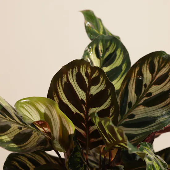 Soft Calathea Makoyana Plant