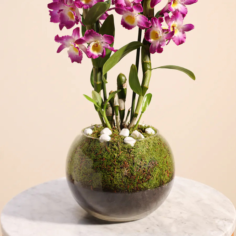 Lovely Purple | Glass Bowl  3