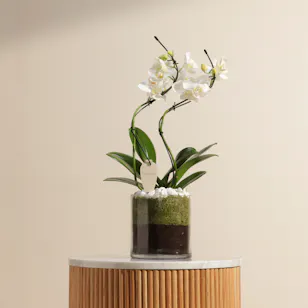 White Zigzag-Shaped Phalaenopsis Plant