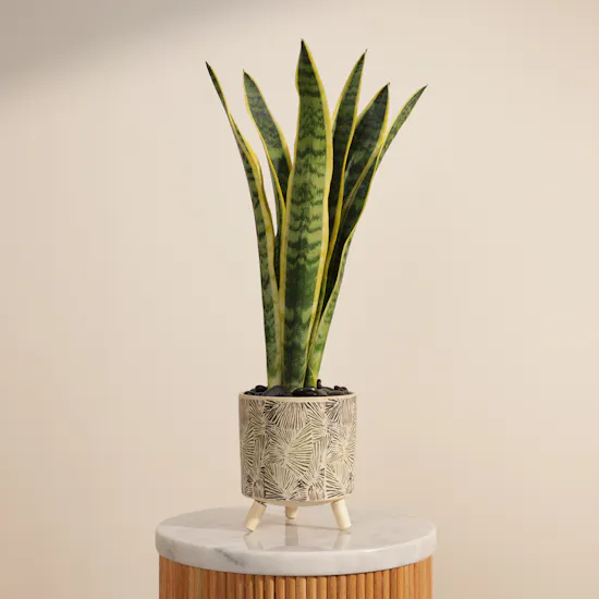Sanseveria Snake Plant
