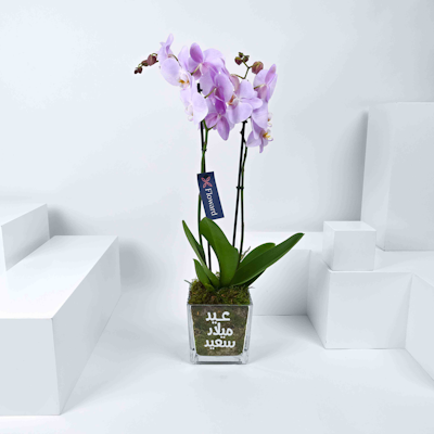 Pinkish Blossom | Orchid