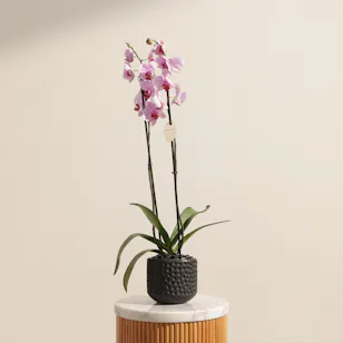 Imperial Pink Orchid Plant Imperial Pink Orchid Plant