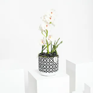 Unique Cymbidium | Vase