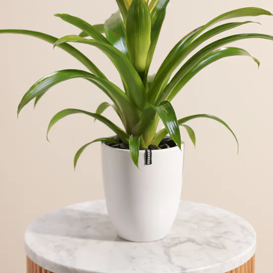 Guzmania Yellow | Ceramic Pot