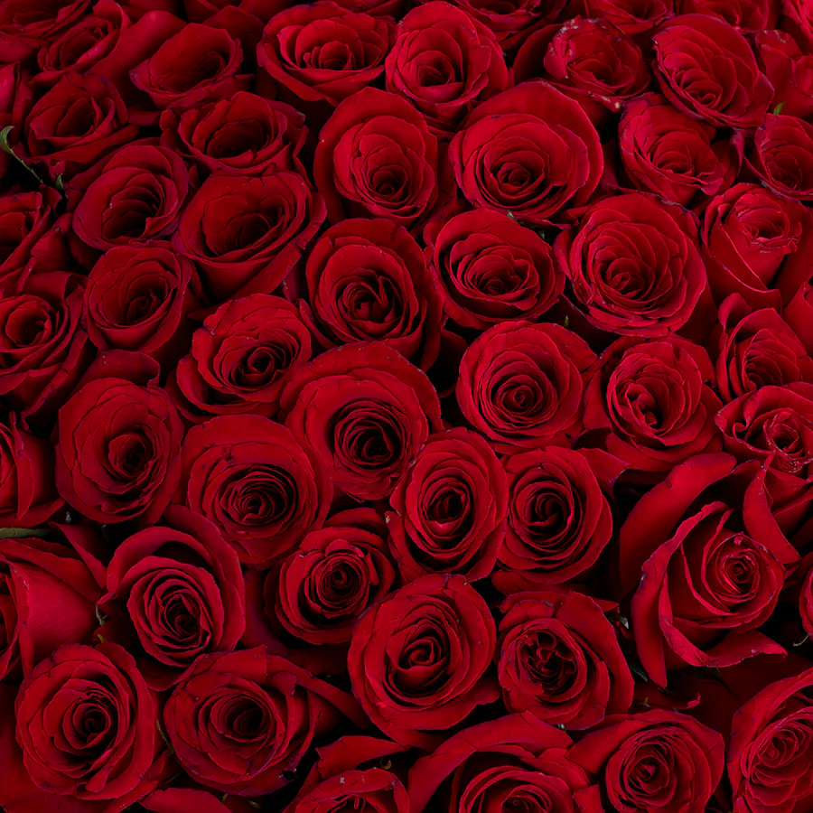 Red Roses Love  5