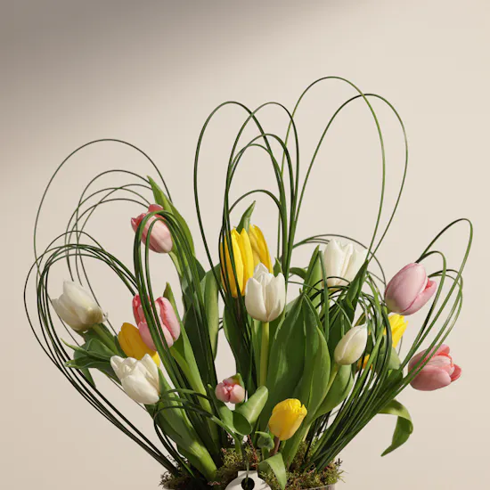 Delight Tulips