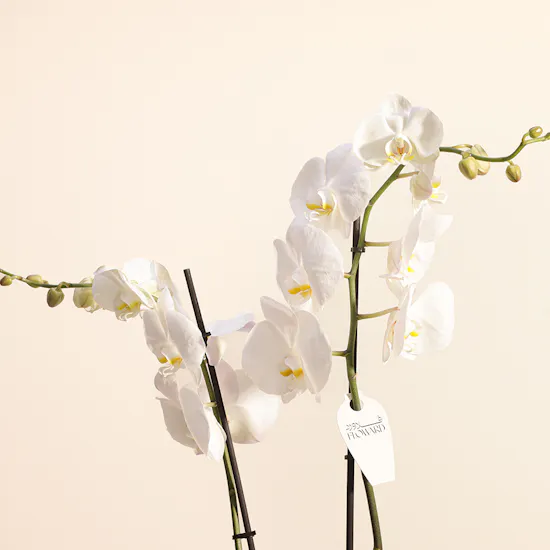 White Orchid
