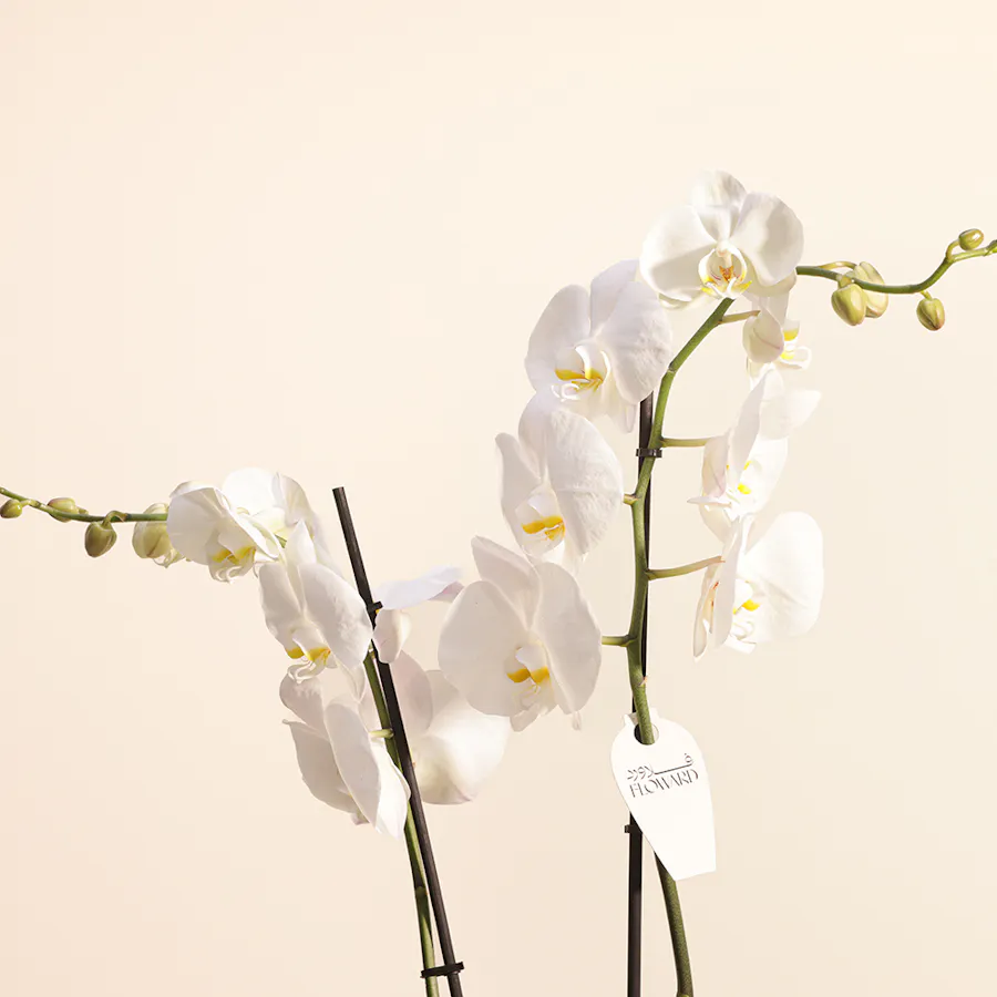 White Orchid 4