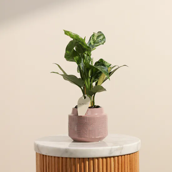 Charming Green Aglaonema Maria Plant