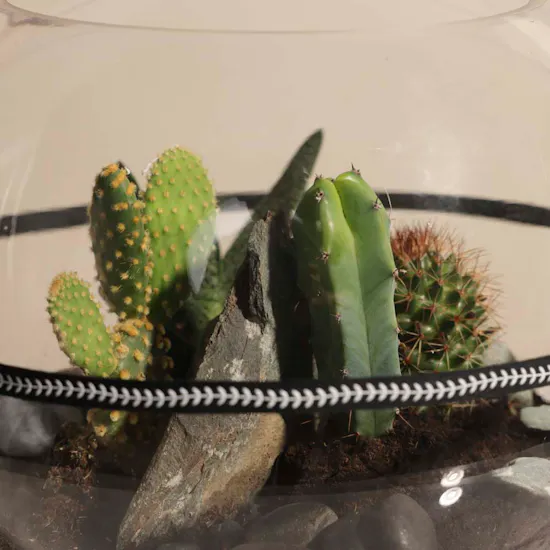 Desert Stones | Open Terrarium