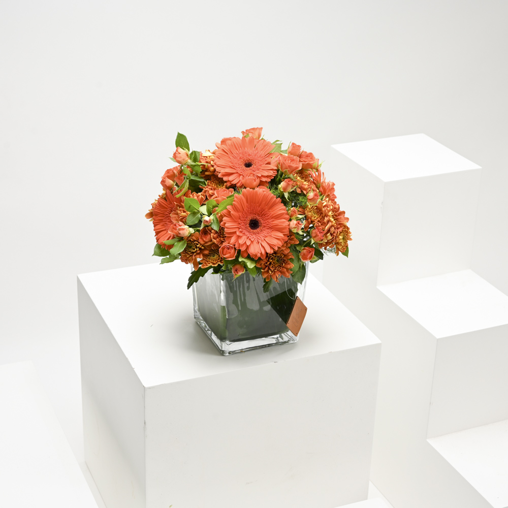 غروب الشمس من الجيربيرا