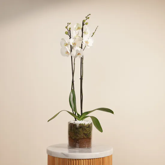 Elegant White Phalaenopsis Plant
