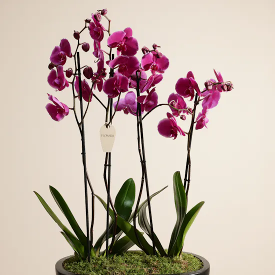Spark Purple Orchid Plant