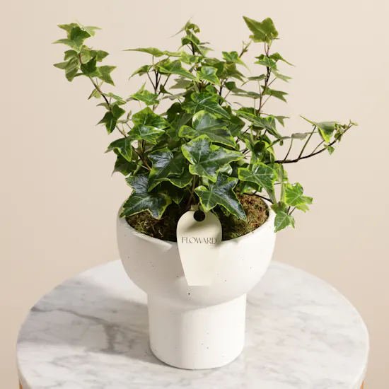 Unique Hedera Helix Plant