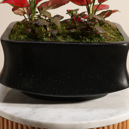 Chic Aglaonema Red Joy and Fittonia Plants