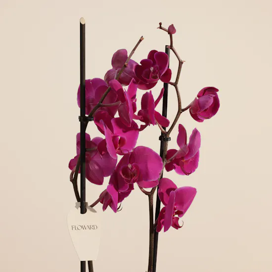 Elegant Purple Phalaenopsis Plant