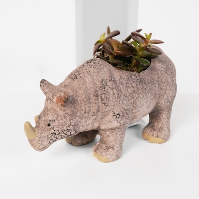 Indoor Plant | Rhinoceros Pot