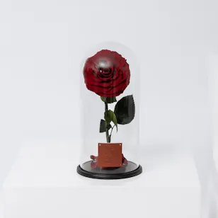 Preserved Rose | Glass Dome 