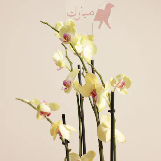 Delicate Yellow Phalaenopsis Orchid Eid Plant