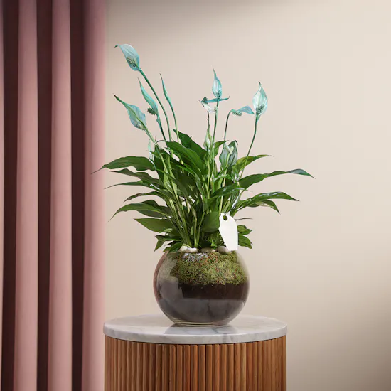 Peace Lilies Aqua Vase