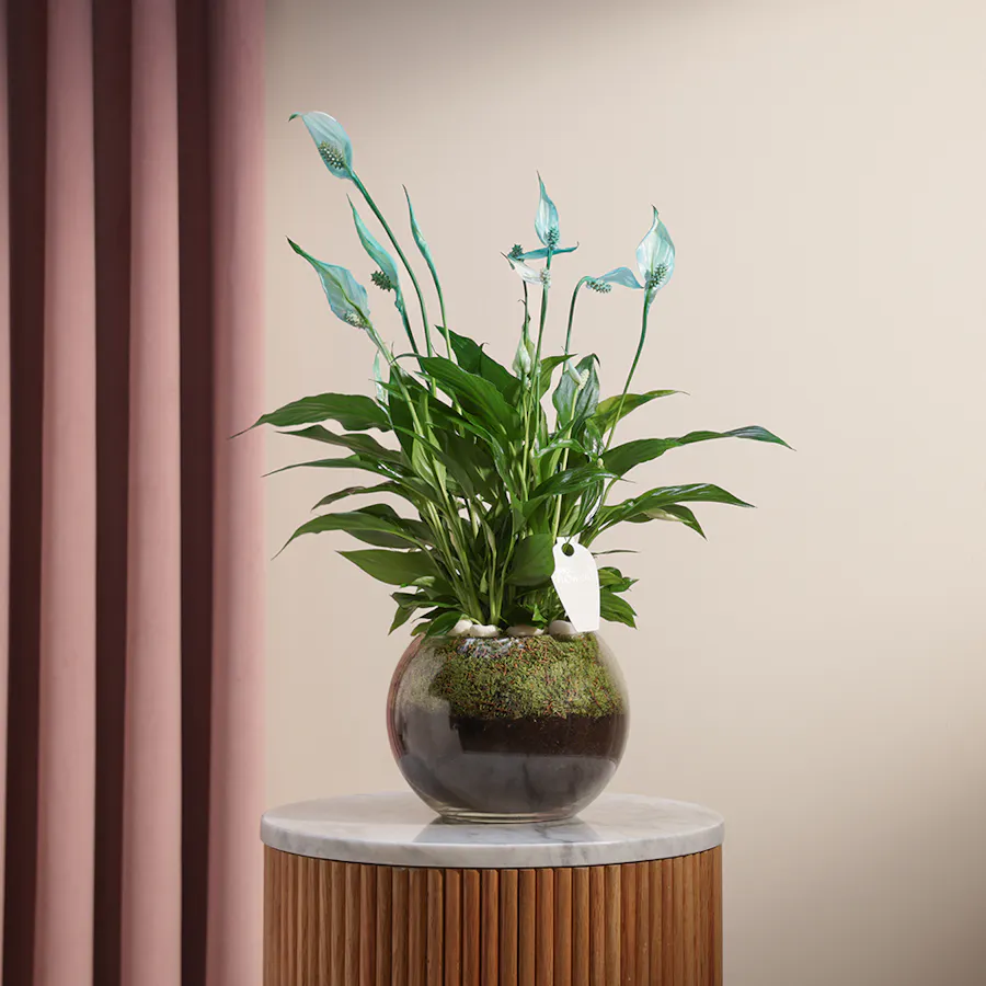 Peace Lilies Aqua | Glass Vase 2