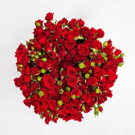 50 Red Baby Roses | Vase