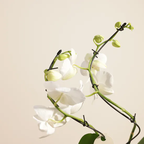 Majestic White Phalaenopsis Plant