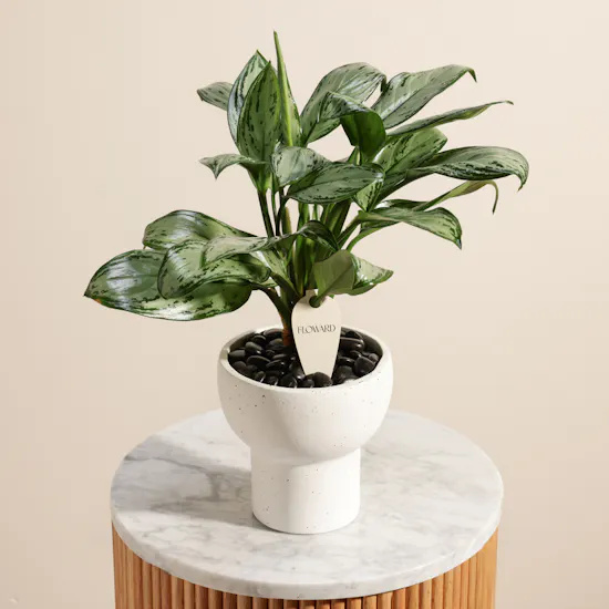 Charming Aglaonema Christina Plant