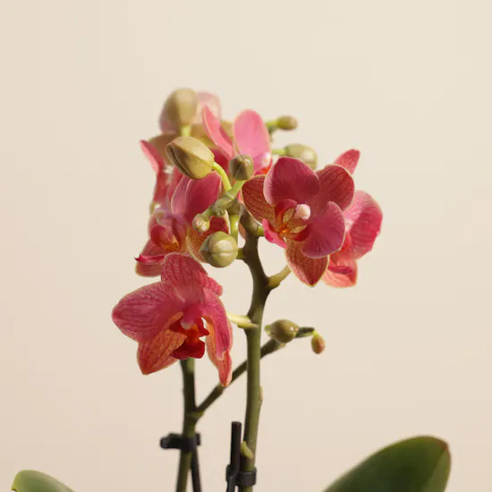 Radiant Small Pink Phalaenopsis Plant