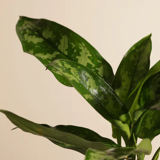 Serene Green Maria Aglaonema Plant