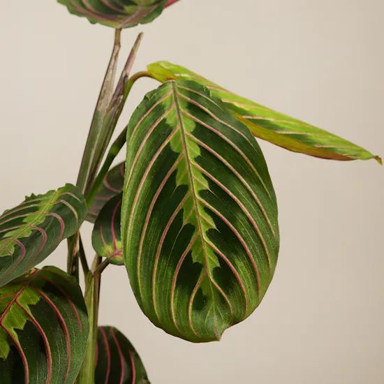 Calathea Maranta Plant