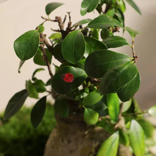 Ficus Bonsai Garden | Closed Terrarium