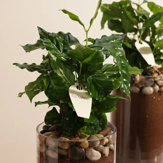 Elegant Coffee Arabica Duo plants
