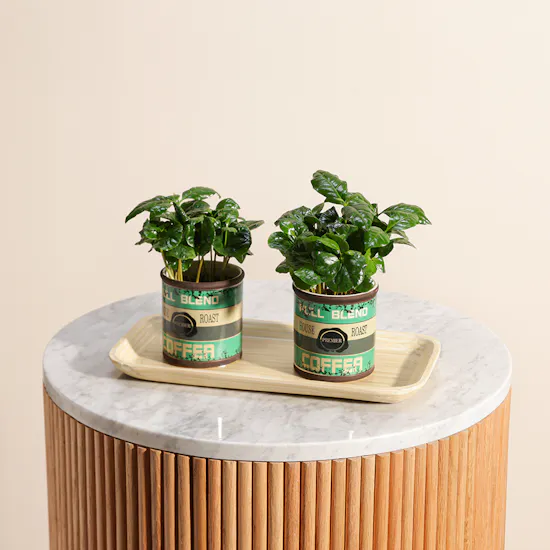 Special Coffea Arabica Plant