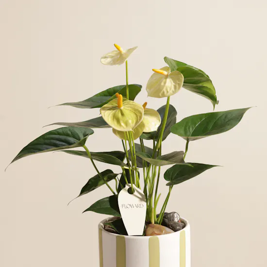 Greenish Yellow Anthurium Plant
