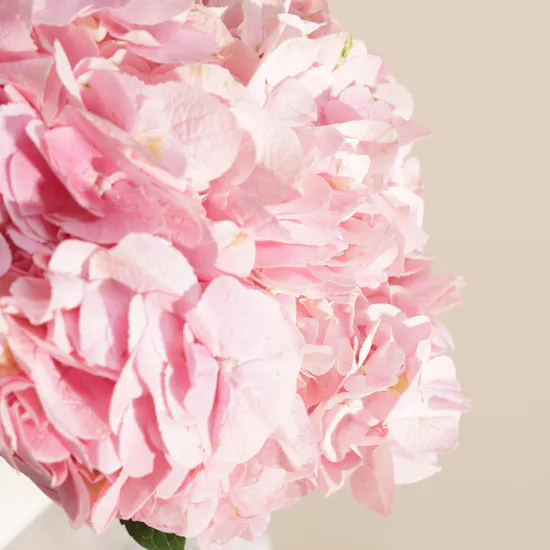 Heartful Pink Hydrangea Box | 6 Flowers