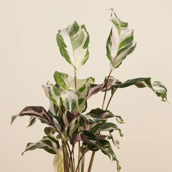 Crystal Calathea Stella Plant